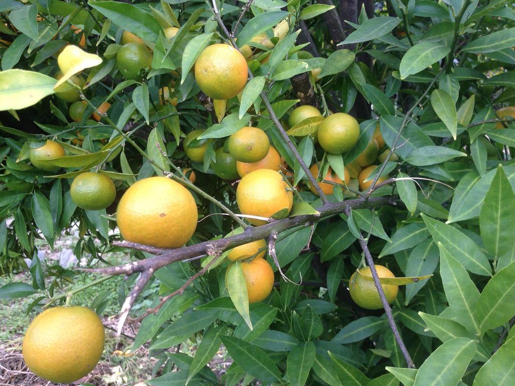 Eco Garten Guest House Шкодер Екстер'єр фото