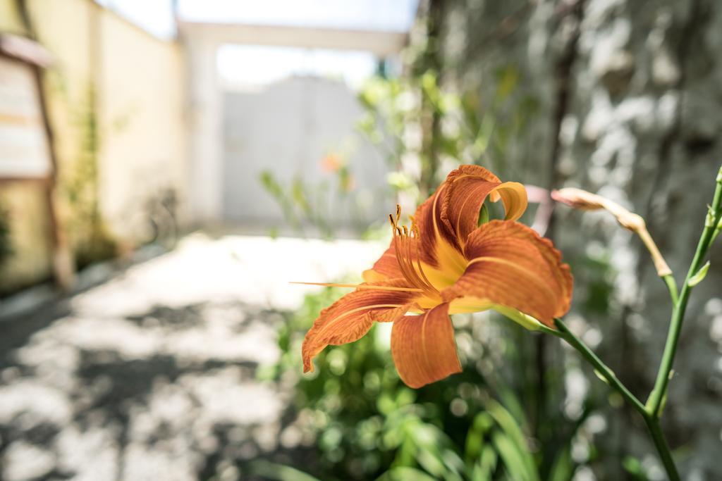 Eco Garten Guest House Шкодер Екстер'єр фото