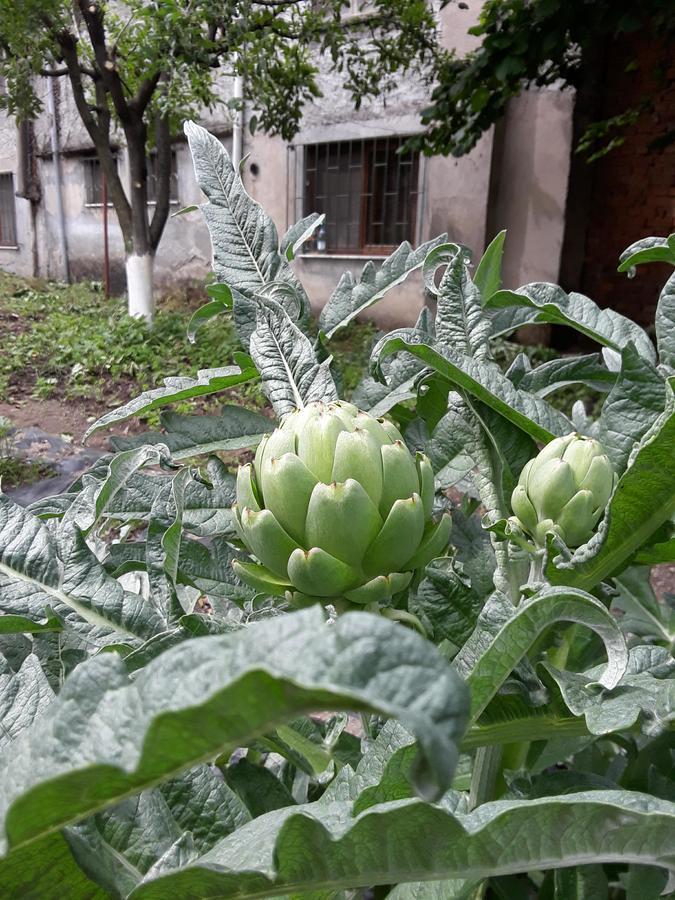 Eco Garten Guest House Шкодер Екстер'єр фото